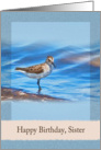 Birthday, Sister, Sanderling Bird card