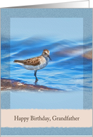 Birthday, Grandfather, Sanderling Bird card