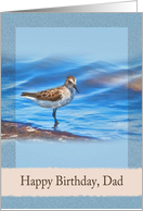 Birthday, Dad, Sanderling Bird card
