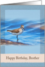 Birthday, Brother, Sanderling Bird card