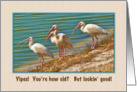 Birthday, Getting Older, Ibises card