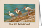 Birthday, 70th, Ibises card