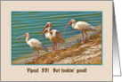 Birthday, 55th, Ibises card