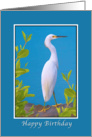 Birthday, Snowy Egret Bird card