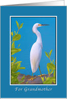 Birthday, Grandmother, Snowy Egret Bird card