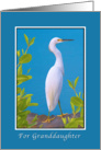 Birthday, Granddaughter, Snowy Egret Bird card