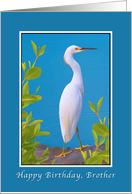 Birthday, Brother, Snowy Egret Bird card