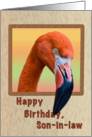Birthday, Son-in-law, Flamingo Bird card