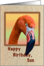 Birthday, Son, Flamingo Bird card