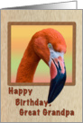 Birthday, Great Grandpa, Flamingo Bird card