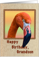 Birthday, Grandson, Flamingo Bird card