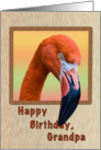 Birthday, Grandpa, Flamingo Bird card