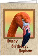 Birthday, Nephew, Flamingo Bird card