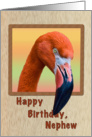 Birthday, Nephew, Flamingo Bird card