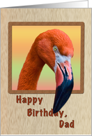 Birthday, Dad, Flamingo Bird card