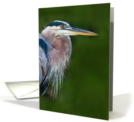 Great Blue Heron Bird Note card (751635)