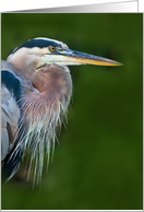 Great Blue Heron Bird Note Card