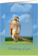 Thinking of You, Rough Legged Hawk card