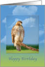 Birthday, Rough Legged Hawk Bird card