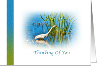 Thinking of You, Great Egret at a Pond card