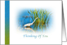 Thinking of You, Great Egret at a Pond card