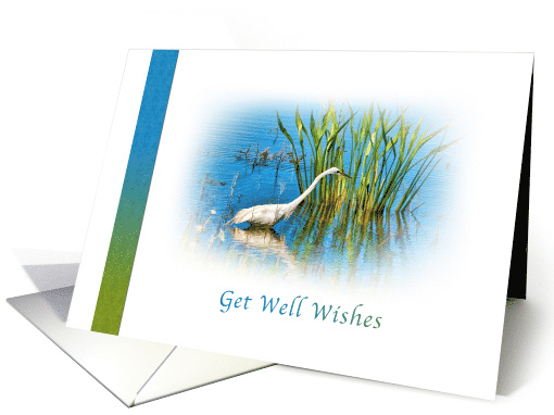 Get Well Wishes, Great Egret at a Pond card (756835)
