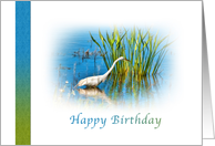 Birthday, Great Egret at a Pond card