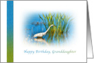 Birthday, Granddaughter, Great Egret at a Pond card