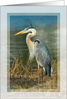 Thank You, Great Blue Heron Bird card