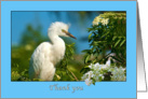 Thank You, Immature Snowy Egret card