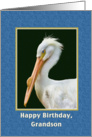 Birthday, Grandson, White Pelican Bird card