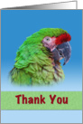 Thank You, Green Parrot card