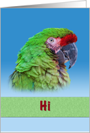 Hi/Hello, Green Parrot card
