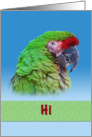 Hi/Hello, Green Parrot card