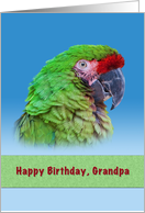 Birthday, Grandpa, Green Parrot card
