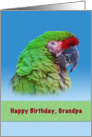 Birthday, Grandpa, Green Parrot card