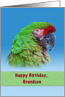 Birthday, Grandson, Green Parrot card