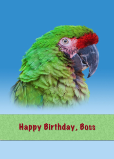 Birthday, Boss,...
