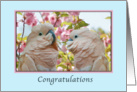Congratulations, Commitment Ceremony, Parrots and Crab Apple Blossoms card