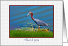 Thank You, Little Blue Heron card