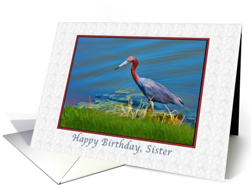 Birthday, Sister, Little Blue Heron card (797825)