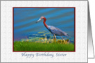 Birthday, Sister, Little Blue Heron card