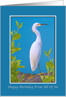 Birthday, From All of Us, Snowy Egret card