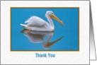 Thank You, White Pelican card