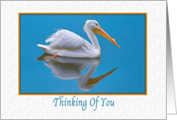 Thinking of You, White Pelican card