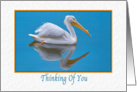 Thinking of You, White Pelican card