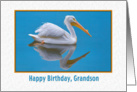Birthday, Grandson, White Pelican card