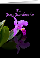 Birthday, Great Grandmother, Orchid on Black card