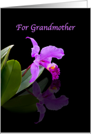 Birthday, Grandmother, Orchid on Black card