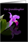 Birthday, Granddaughter, Orchid on Black card